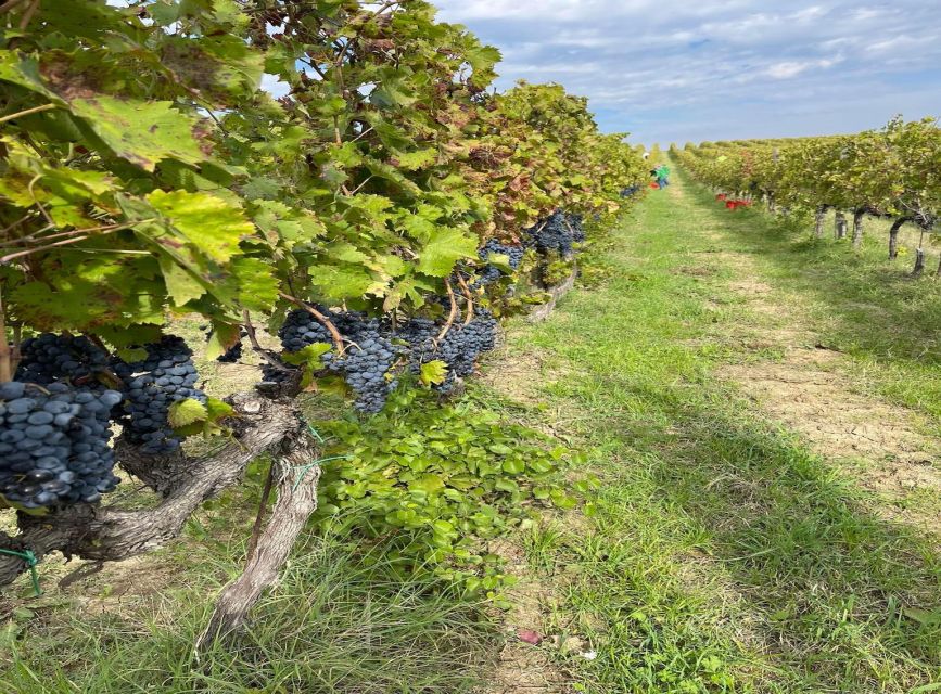 Aperitif in the Vineyard - Key Points