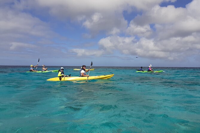 Aruba Glass Bottom Kayak Tour Through the Mangrove Forest - Key Points