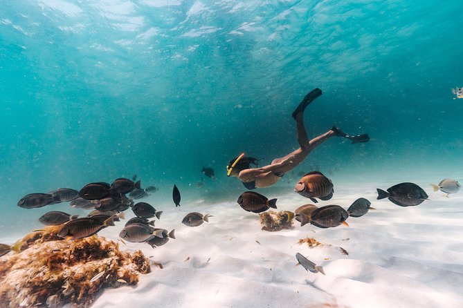 Aruba Morning Snorkel Sail and Mimosa Brunch - Overview of the Experience