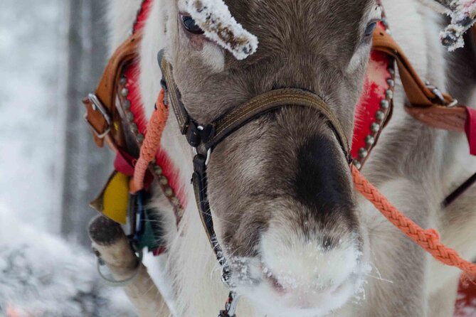 Authentic Reindeer Farm Experience in Rovaniemi - Good To Know
