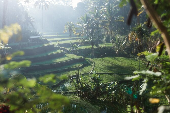 Bali Dream Tours and Transportation - Pickup