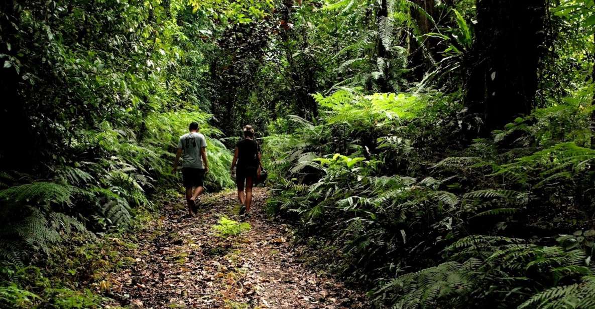 Bali: Half-Day Bayad Eco Hike - Key Points