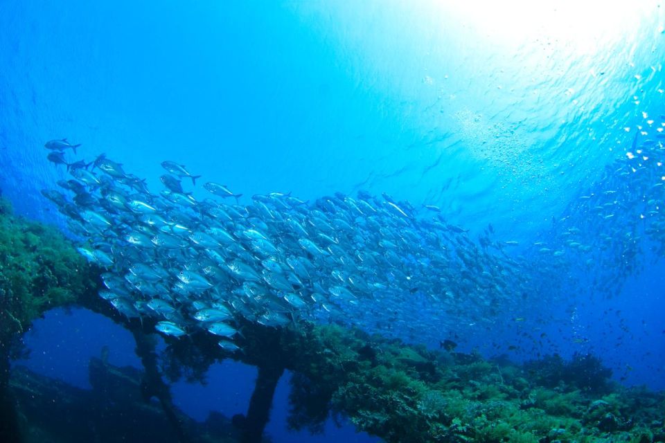 Bali: Tulamben USAT Liberty Wreck Scuba Diving - Key Points