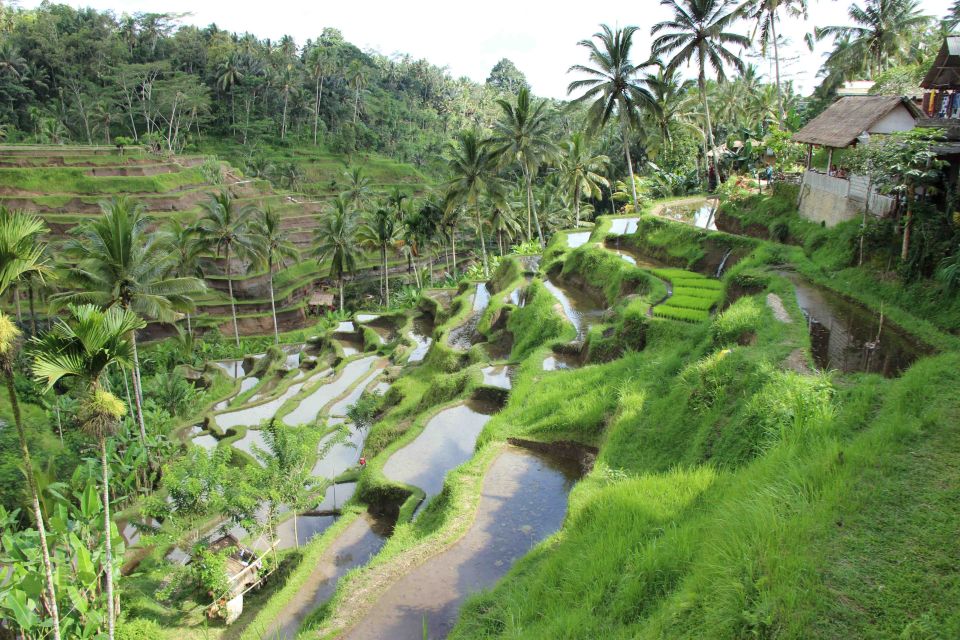 Bali: Ubud Rice Terraces, Temples and Volcano Day Trip - Key Points