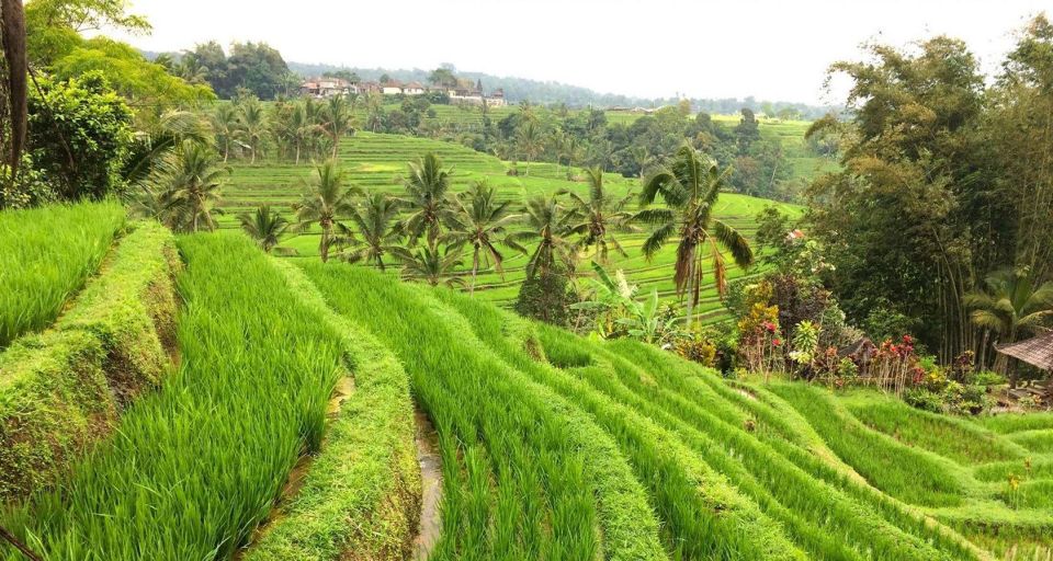 Bali: Ulundanu Temple, Banyumala Waterfall & Rice Terrace - Key Points