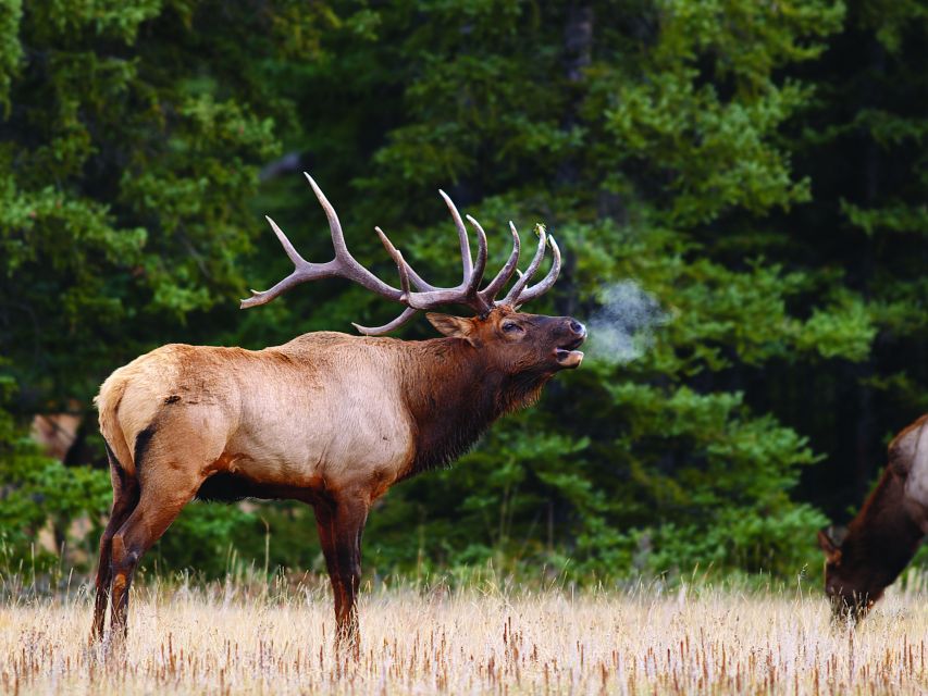 Banff: Evening Wildlife Safari Guided Tour