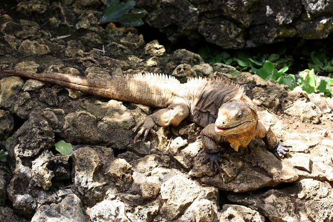 Barbados Island Tour With Lunch and Wildlife Sanctuary - Itinerary Highlights