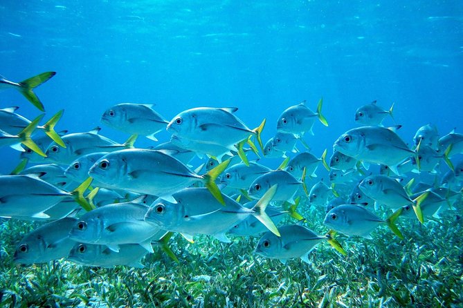 Barrier Reef Snorkel & Fishing Combo - Key Points