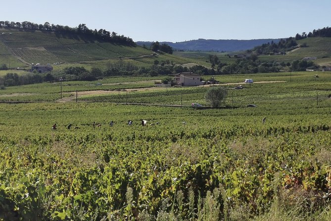 Beaujolais Half Day - Good To Know