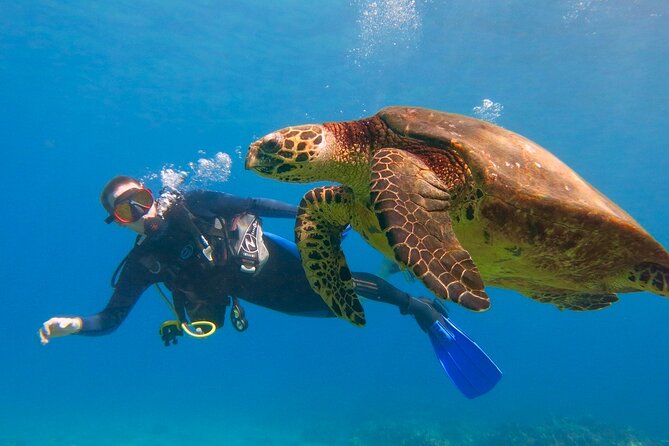 Beginner Scuba Dive in Lahaina (Swimming Ability Required) - Key Points