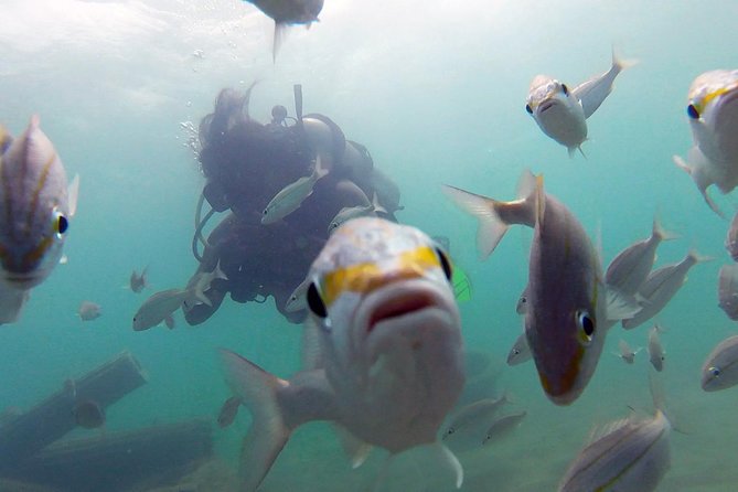 Beginner Scuba Diving With Turtles and Videos, San Juan - About the Diving Tour