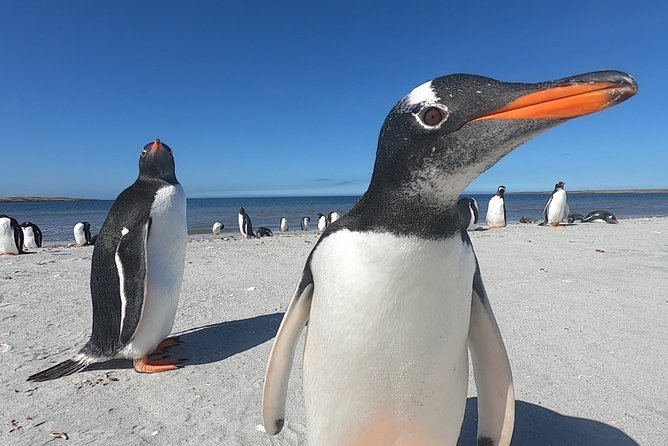 Berthas Beach and Stanley Private Tour - Key Points