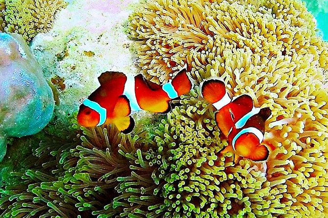 Bintan Snorkeling Tour - Overview of the Tour