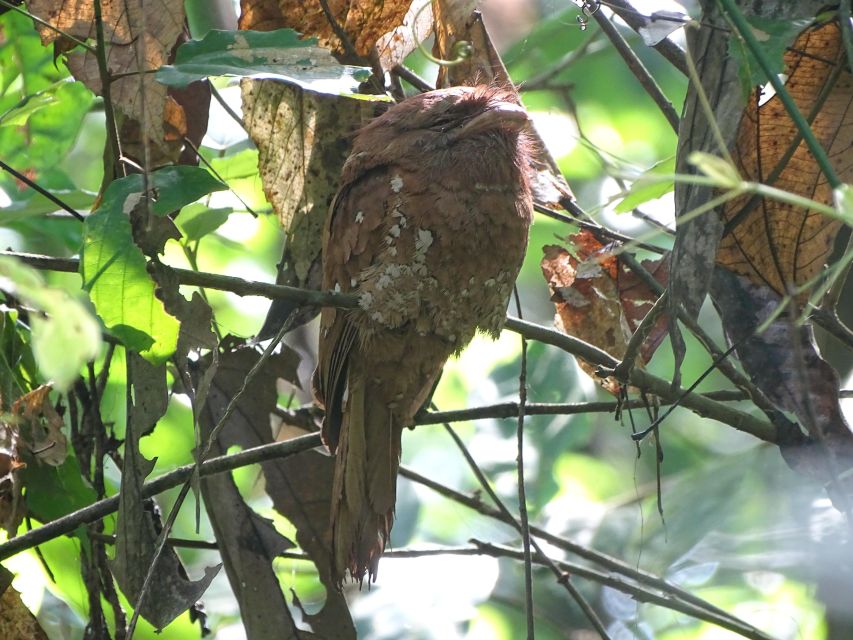 Birdwatching & Bird Photography at Thattekkad - Key Points