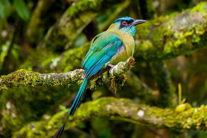 Birdwatching Tour: Unlock the Wonder, Whether Beginner or Advanced - Overview of the Birdwatching Tour