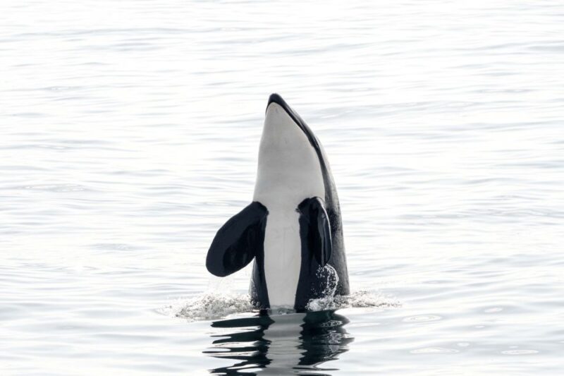 Bleik: Whale Watching by Speedboat With Puffins and Muffins - Good To Know
