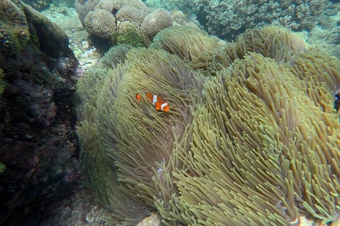 Blue Lagoon Snorkeling Sea Side Lunch And Transportation - Key Points