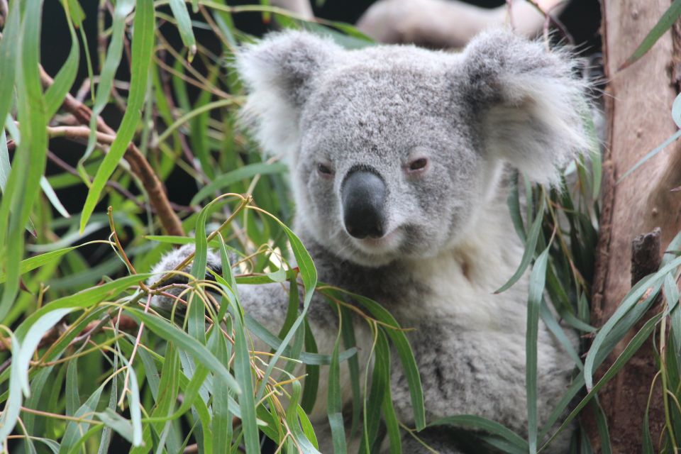 Blue Mountains Private Tour With Wildlife Park - Key Points