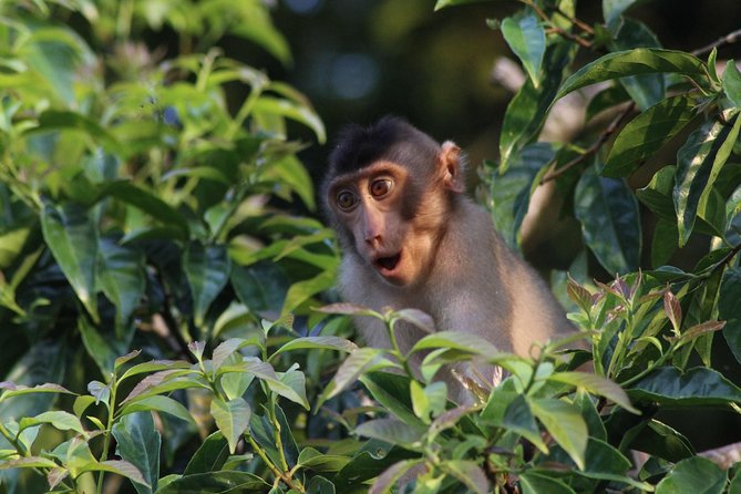 Borneo Wildlife Tour 2 Days 1 Night At Tanjung Bulat Jungle Camp Kinabatangan - Key Points