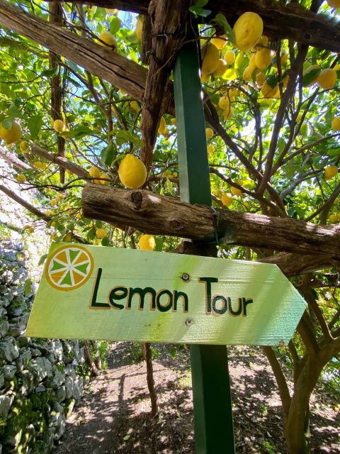 Botanic Naturalistic Lemon Tour & Tasting - Key Points