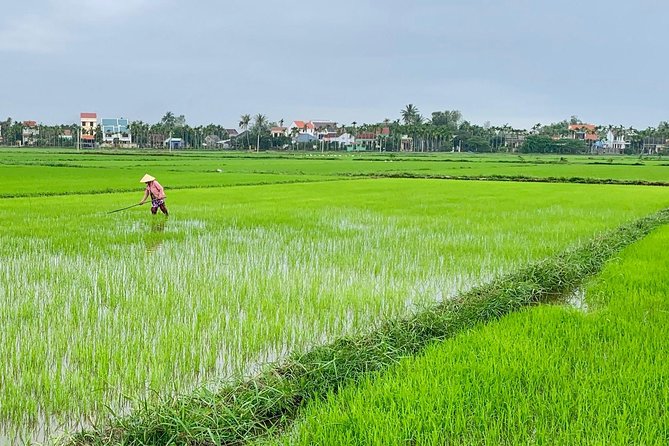 Buffalo Riding, Basket Boat Tour And Cooking Class - Overview of the Tour