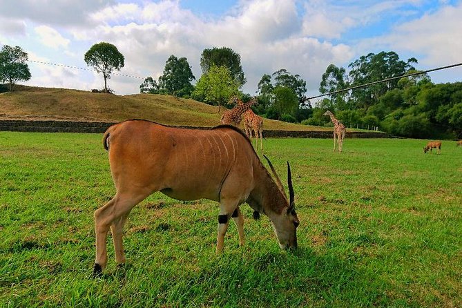 Cabarceno Natural Park Visit - Key Points