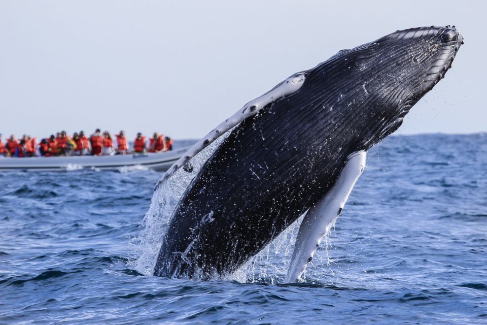 Cabo San Lucas: 2-Hour Whale Watching Adventure - Key Points