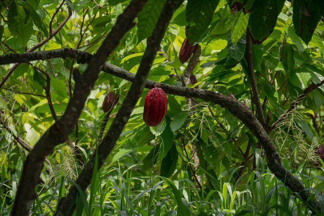 Cacao Farm Excursion Day Trip From Guayaquil - Tour Overview and Highlights