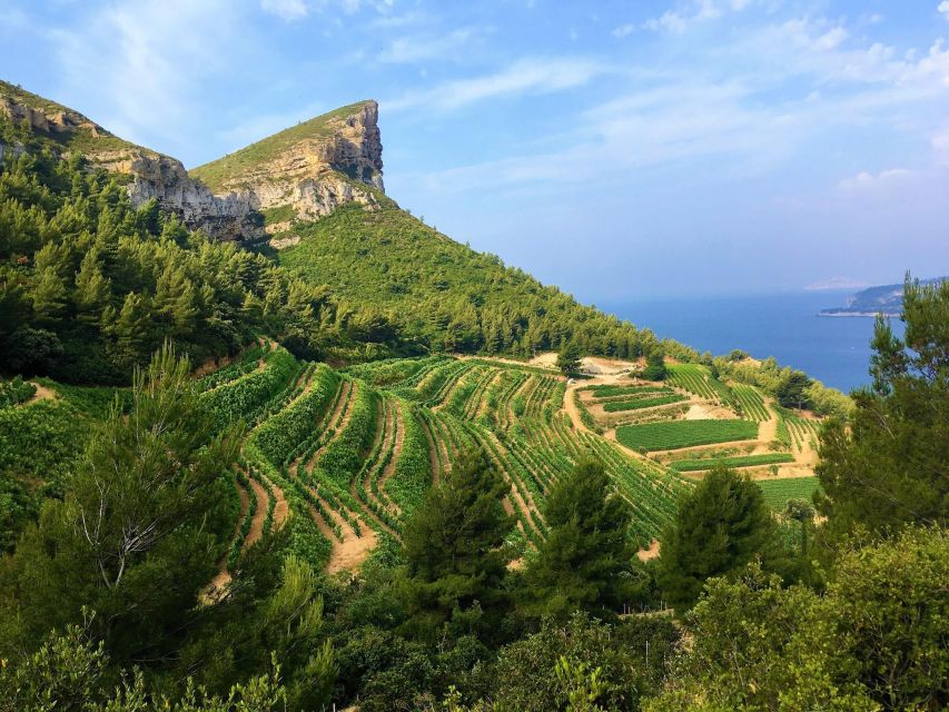 Calanques Of Cassis, the Village and Wine Tasting - Key Points