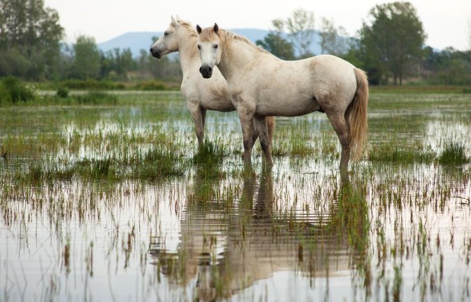 Camargue 4x4 Safari 2 Hours Saintes Maries De La Mer - Key Points