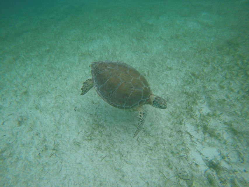 Cancún: Snorkeling With Marine Turtles - Key Points