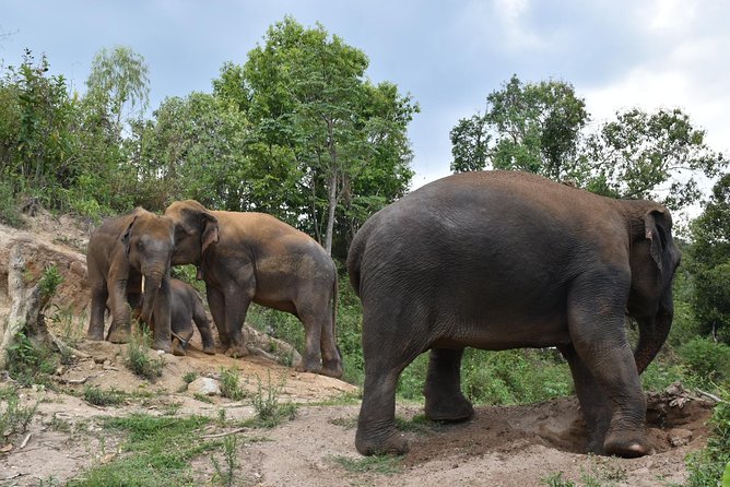 Care Pride Elephants: Full-Day Tour Experience - Tour Overview