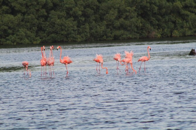 Caroni Bird Sanctuary Tour - Overview of the Tour