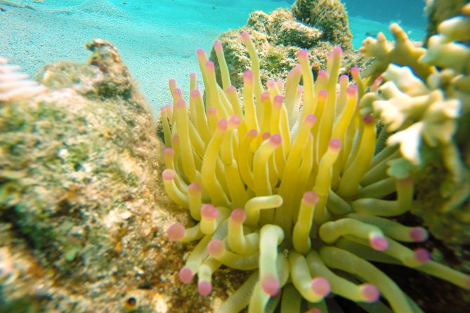 Certified Scuba Diving in Curacao - Overview of Certified Diving