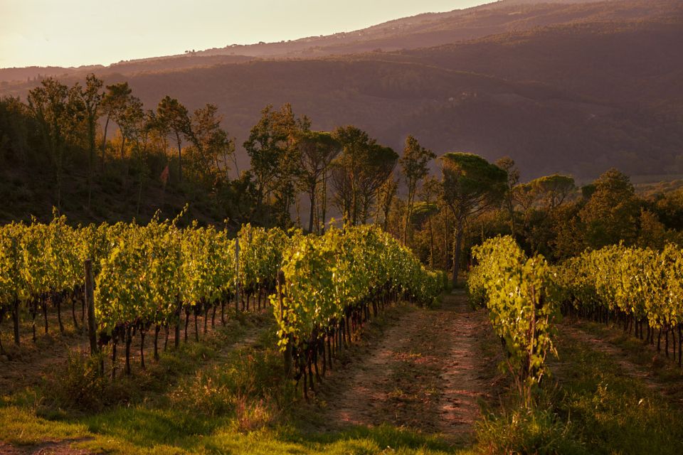 Chianti Colli Fiorentini Winery Tour 18KM From Florence - Key Points