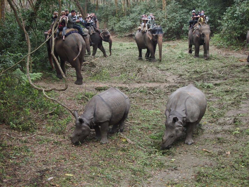 Chitwan National Park Safari - Key Points