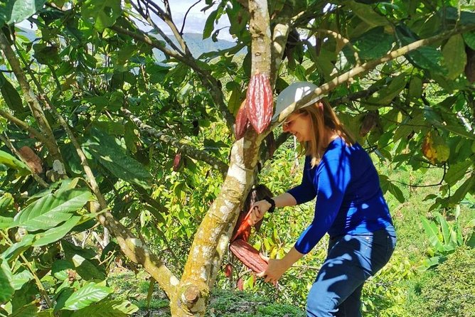 Chocolate Tour In Medellin: A Very Authentic Farm Experience - Key Points