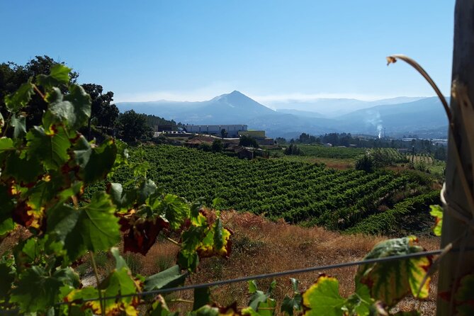Classic Tasting | Quinta De Santa Cristina Vinho Verde - Highlights of the Experience