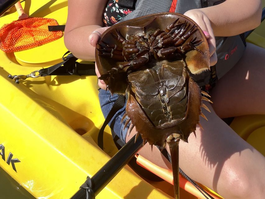 Cocoa Beach: Daytime Guided Kayak Eco-Tour - Key Points