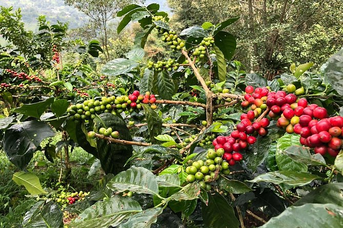 Coffee Farm and Salento Walking Tour With Lunch - Unique Farm Experience