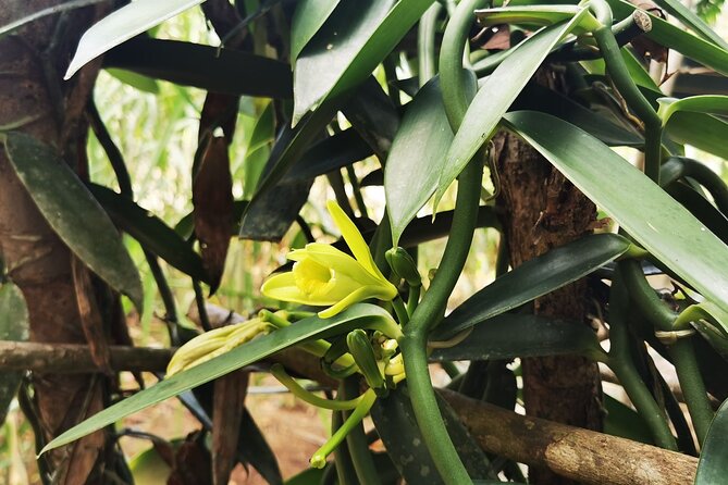 Cooking Class & Medicinal Plants Garden Manuel Antonio - Key Points