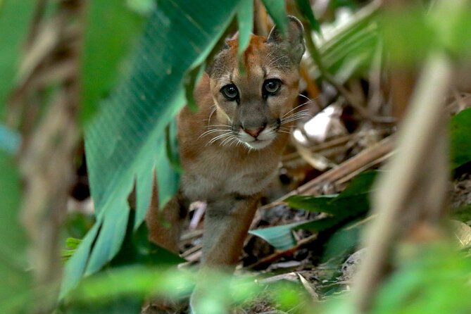 Corcovado National Park Day Tour - Key Points