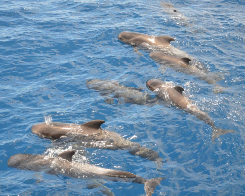Costa Adeje: Private Whale and Dolphin Watching Tour - Key Points
