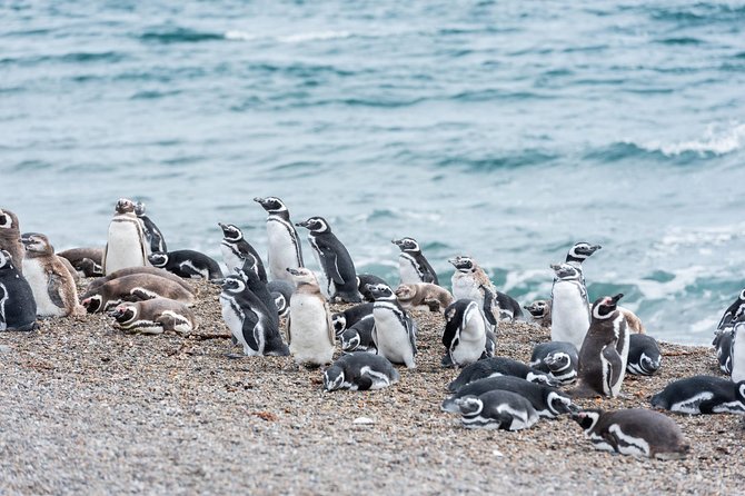Cruise Shore Excursion Ea San Lorenzo Peninsula Valdes - Patagonia - Argentina - Key Points