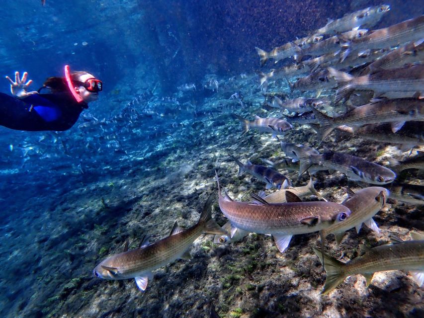 Crystal River: Manatee Swim Group Tour - Meeting Point and Directions