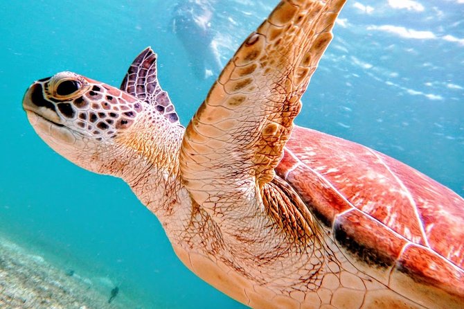 Culebra Island Snorkel and Turtle Adventure With Ferry Transport - Explore Culebra Island