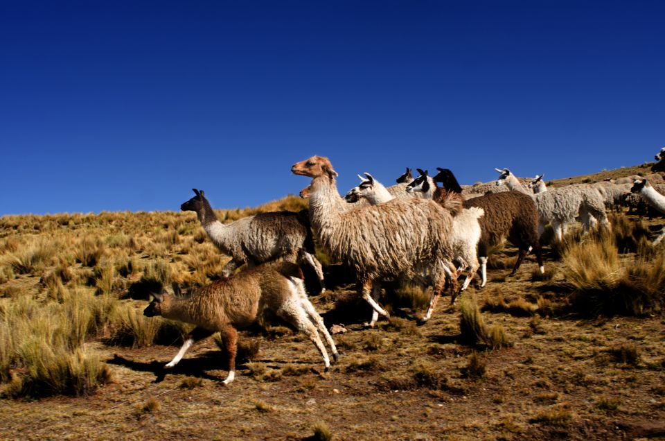 Cusco: 7 Day Andean Experience of the Living Incas Culture - Key Points