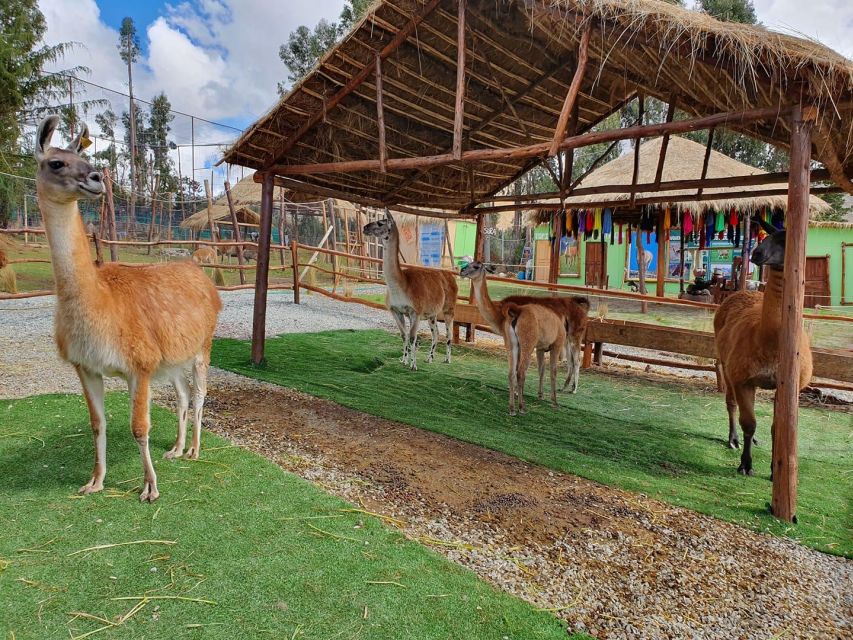 Cusco: Alpaca and Llama Farm Tour W/ Transfer & Weaving Demo - Key Points