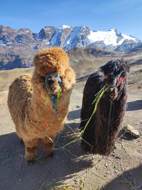 Cusco: Sunrise at the Rainbow Mountain Vinicunca - Key Points