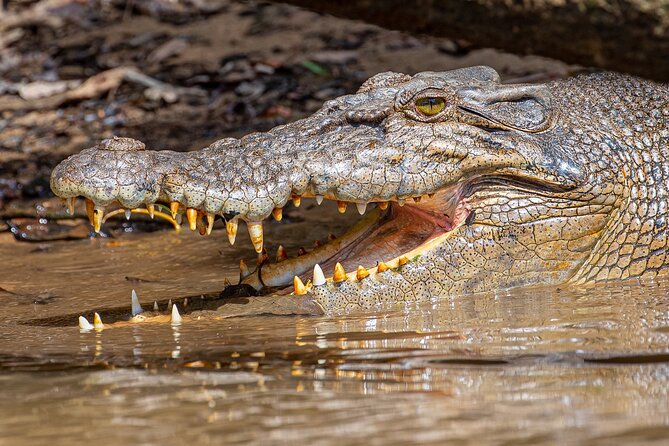 Daintree River Dawn Cruise With the Daintree Boatman - Key Points